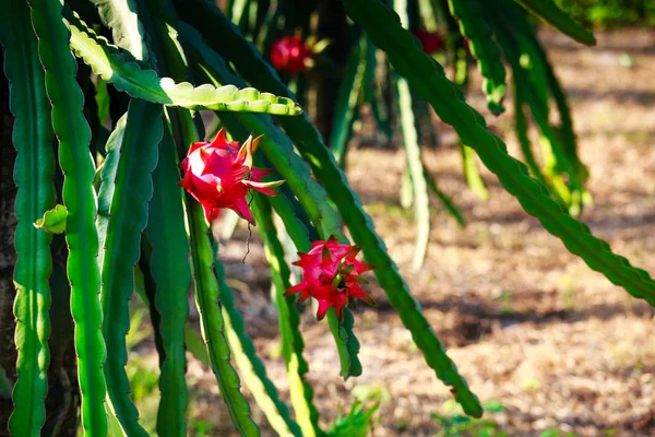 Frutto del drago rosso — Foto Stock