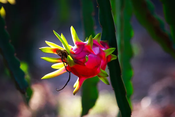 Frutto del drago rosso — Foto Stock