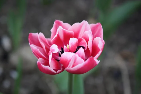 Тюльпан Розовыми Белыми Лепестками — стоковое фото