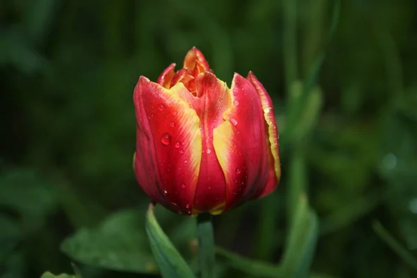 Влажный Тюльпан Красными Желтыми Лепестками — стоковое фото