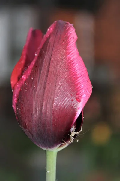 Маленький Паук Прячется Внутри Бордового Розового Тюльпана — стоковое фото