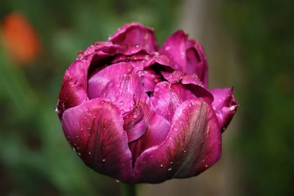 Влажный Тюльпан Фиолетовыми Лепестками — стоковое фото