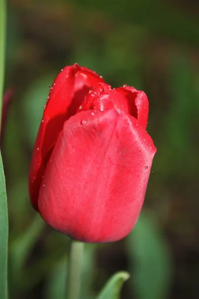 Мокрый Тюльпан Серыми Красными Лепестками — стоковое фото