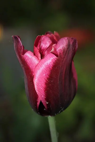 Мокрый Тюльпан Бордовыми Розовыми Лепестками — стоковое фото