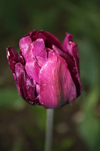 Влажный Тюльпан Фиолетовыми Лепестками — стоковое фото