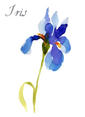 Suluboya illüstrasyon izole beyaz arka plan üzerinde