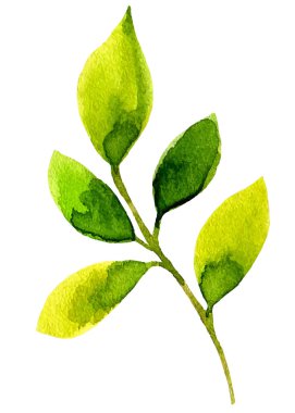 Suluboya yaprak elemanları tasarımı için.