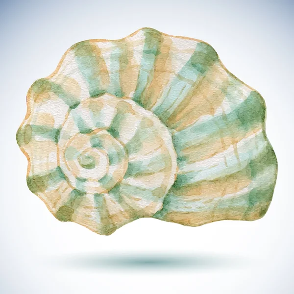 Watercolor sea shell. — Stock Vector