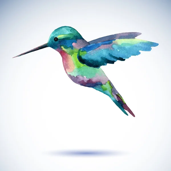 Kolibri Aquarell Malerei Vogel auf weißem Hintergrund. — Stockvektor
