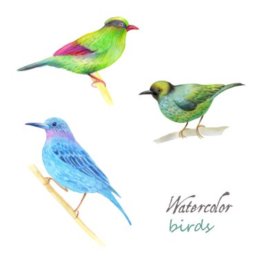 Tasarımınız için suluboya kuş koleksiyonu.