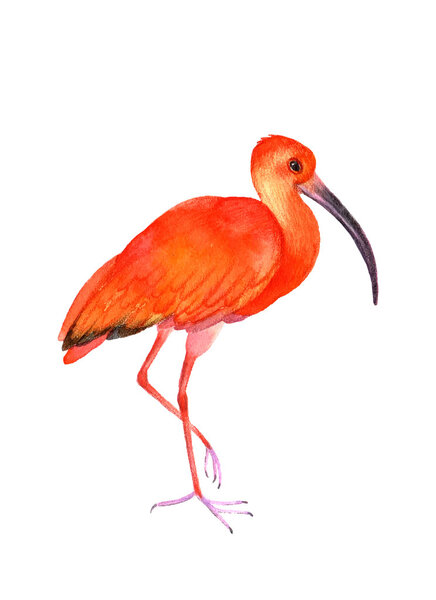 bird  illustration