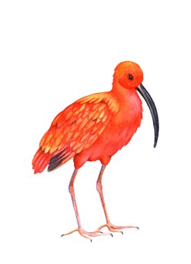 bird  illustration clipart