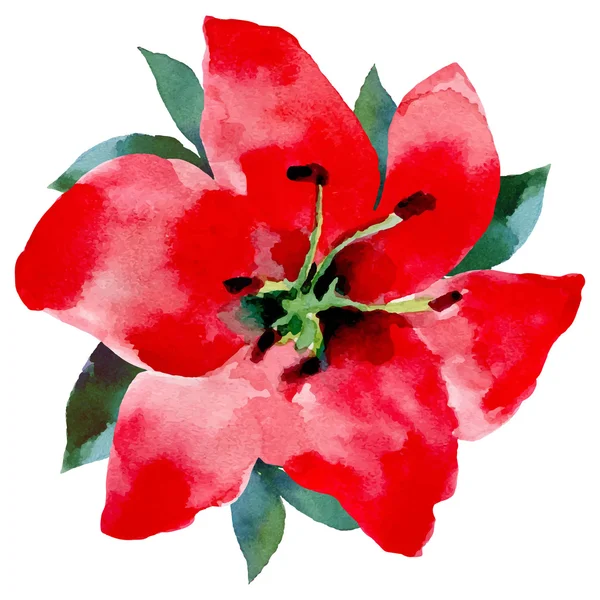 Aquarell-Illustration einer roten Blume auf weißem Hintergrund. — Stockvektor