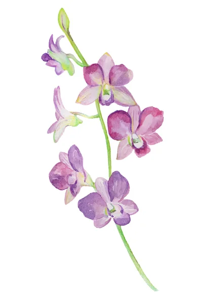 Akvarell illustrationer av orkidé isolerad på vit bakgrund. — Stock vektor