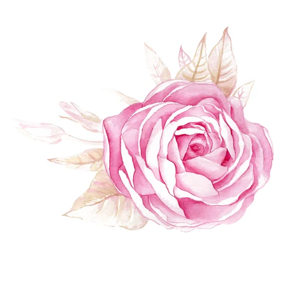 Akvarell illustrationer av Ros blomma isolerad på vit bakgrund. — Stock vektor
