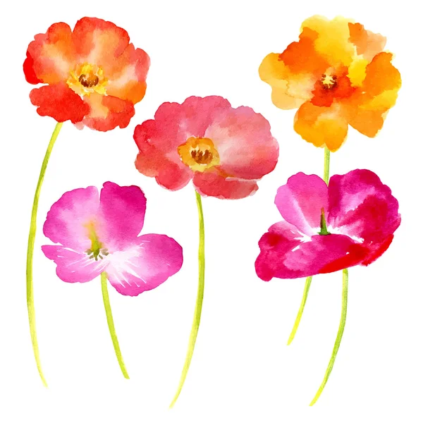 Aquarell-Illustration Blumen auf weißem Hintergrund. — Stockvektor