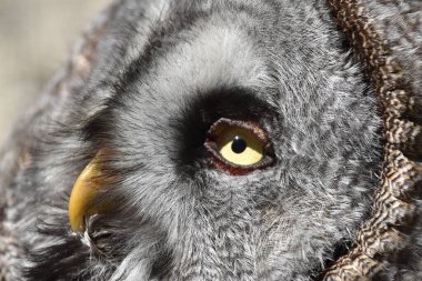 Sonne and geniesst ein Sonnenbad 'daki Kauz schaut