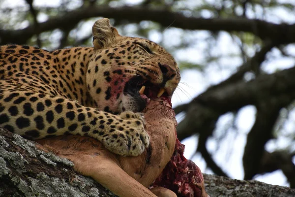 Leopardo comiéndose a su presa en la cima de un brunch de árbol —  Fotos de Stock