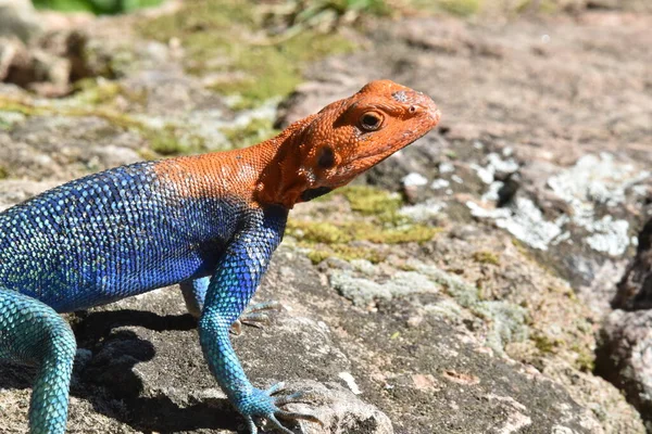 Push-up Lizard seen in Ruaha, Tanzania, Africa — Stock Photo, Image