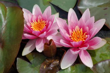 Su zambağı botanik bahçesinde çiçek açıyor.