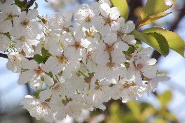 Bahçede çiçek açan kiraz ağacı