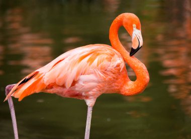 Tek bir Amerikan Flamingo 'sunun (Phoenicopterus ruber) sığ sularda duruşu.