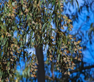 Pasifik Sahil Karayolu (SR 1) açıklarında, Kaliforniya Pismo Sahili yakınlarında yıllık mevsimlik göç sırasında çekilmiş bir ağaçta yüzlerce Kral Kelebeği (Danaus pleksippus) görülüyor..