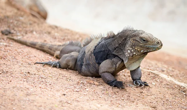 Rocher Cubain Iguana Cyclura Nubila Repos Dans Sable — Photo