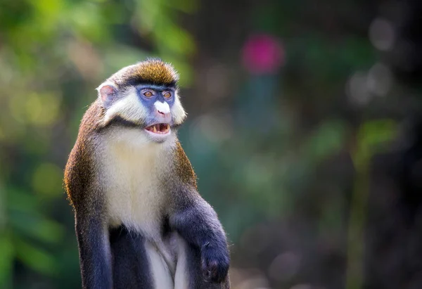 Oturan daha az benekli bir maymun (Cercopithecus petaurista). Daha az beyaz burunlu guenon olarak da bilinir..