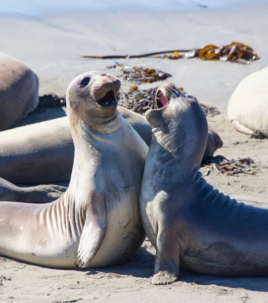 Northern Elephant Seals Mirounga Angustirostris Sparring San Simeon California Pacific — Stock Photo, Image