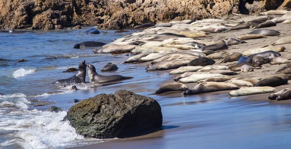 Hundreds Elephant Seals Mirounga Bask Beach While Two Males Fight — Stock Photo, Image