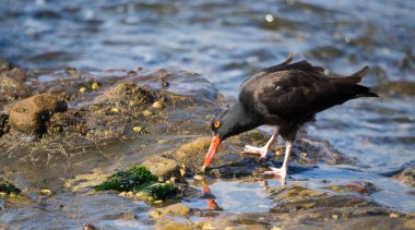 Tek bir siyah istiridye avcısı (Haematopus bachmani) Kaliforniya kıyısındaki Point Lobos Reserve 'deki tidepool deniz feneriyle beslenir..