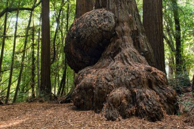 Kaliforniya, Big Sur 'da büyük bir Sekoya ağacında büyüyen büyük bir burl..