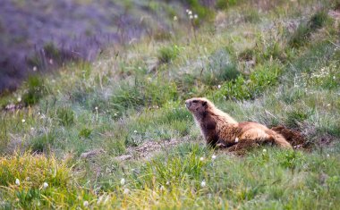 Olimpiyat Ulusal Parkı, Washington 'da uzun çimlerde tek bir Olimpiyat Marmot' u (Marmota Olimpik Olimpiyat Olimpiyatları).