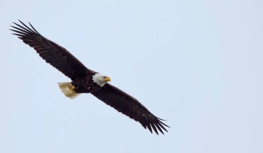 Bir Kel Kartal (Haliaeetus leucocephalus) Washington 'daki Rialto Sahili' nde görüldü..