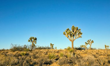 Joshua Tree Ulusal Parkı, Kaliforniya 'da birkaç Joshua ağacı (Yucca brevifolia).
