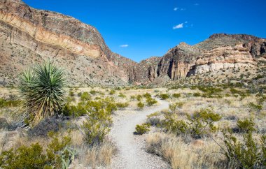 Teksas 'taki Big Bend Ulusal Parkı' nda bir çöl arazisine uzanan çakıl yürüyüş yolu..