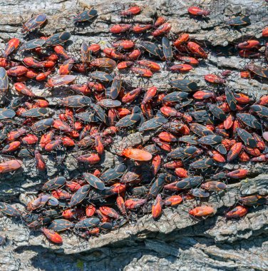 Çok sayıda boxelder böceği (Boisea trivittata) bir ağacı istila eder.