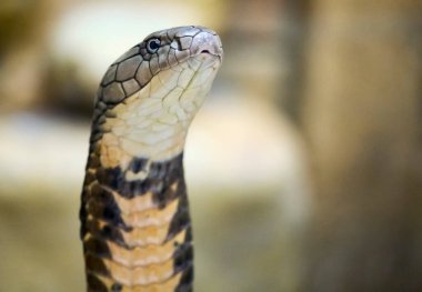 Bir kral kobranın yakın plan portresi (Ophiophagus hannah) yılan.