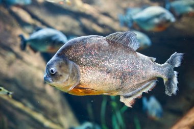 Bir akvaryum tankında kırmızı karınlı piranha (Pygocentrus nattereri) yakın plan.