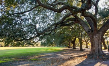 İspanyol yosunlarıyla dolu büyük meşe ağaçları Savannah, Georgia 'da bir park yolunda..