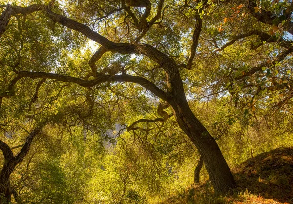 Kaliforniya Nın Santa Monica Dağları Ndaki Büyük Bir Meşe Ağacı — Stok fotoğraf