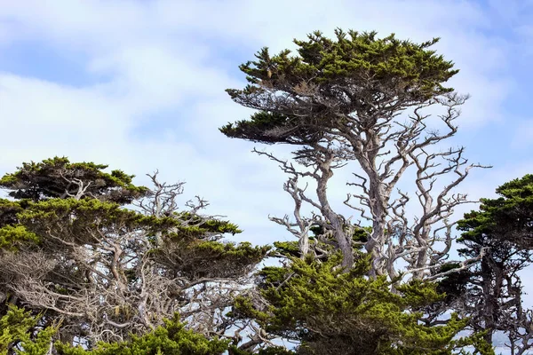 Point Lobos Reserve Deki Cypress Ağacı Korusu Deniz Tarlası Carmel — Stok fotoğraf