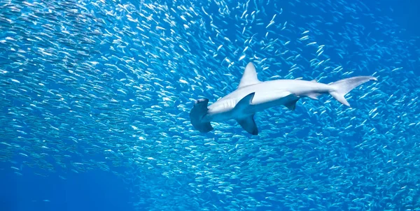 Single Large Scalloped Hammerhead Shark Sphyrna Lewini Swims School Much — Stock Photo, Image