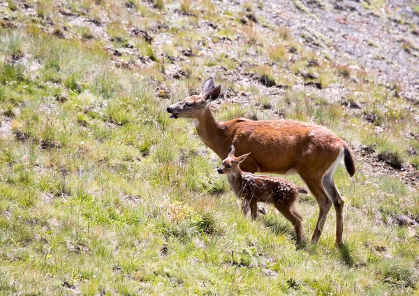 野に二頭の鹿がいる 母を持つ赤ん坊 — ストック写真