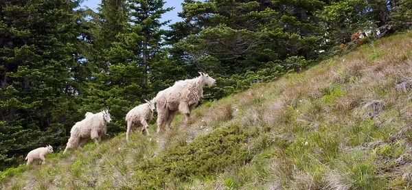 Mehrere Bergziegen Oreamnos Americanus Olympic National Park Washington Gesichtet — Stockfoto