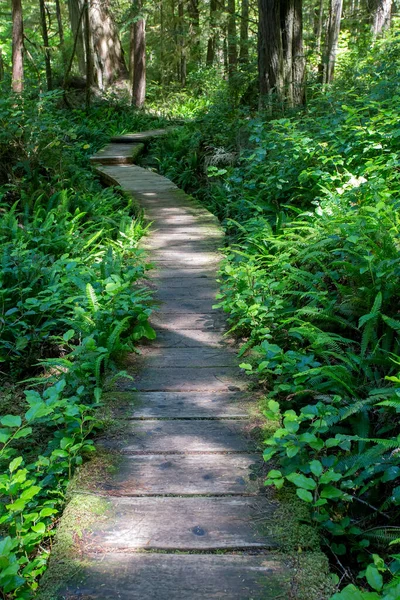 Una Passerella Legno Estende Attraverso Una Lussureggiante Foresta Verde — Foto Stock