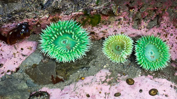 Birkaç Dev Yeşil Anemon (Anthopleura xanthogrammica) pembe Coralline Algae ile çevrilidir..