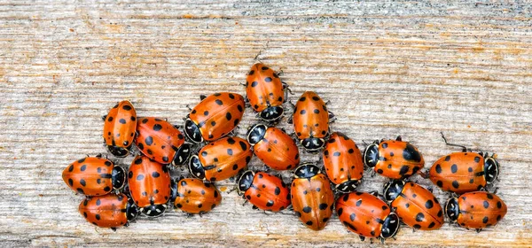 Sade bir ahşap zemin üzerinde birkaç uğur böceğinin (Coccinellidae) yakın plan fotoğrafı.