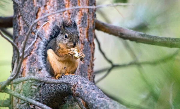 Vahşi bir Douglas sincabı (Tamiasciurus douglasii) fındık yerken bir ağaç dalında oturur..